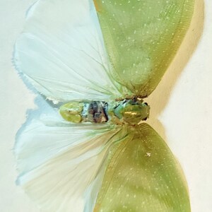 Op de afbeelding: Een geconserveerde groene en witte vlinder met zijn vleugels uitgespreid. De vlinder heeft een groen lichaam en witte vleugels met een groen patroon.