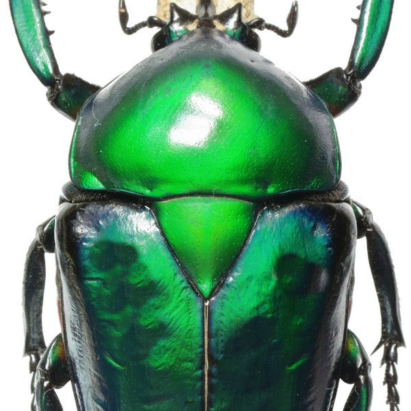 One pair (male and female) of the african scarab  beetle Dicronorhina oberthuri  for all your taxidermy art projects ,