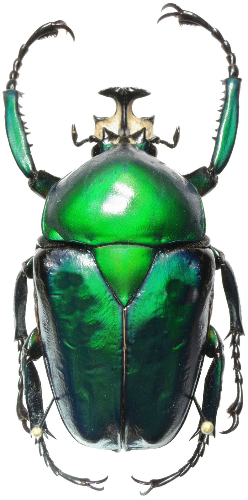 Dung Beetle Specimens - Etsy