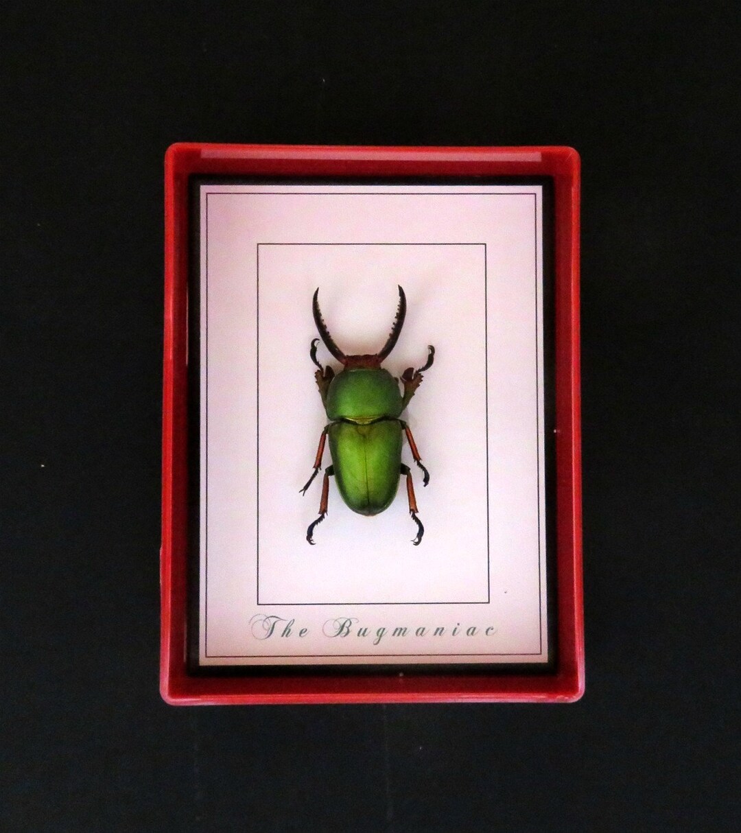 Fridge Taxidermy Real Insects One Fridge Etsy