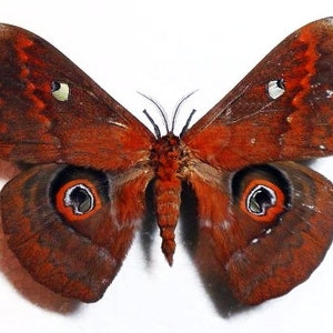 Pode incluir: Uma grande mariposa marrom com marcas vermelhas e brancas nas asas. A mariposa tem dois olhos grandes, redondos, pretos com centros brancos.