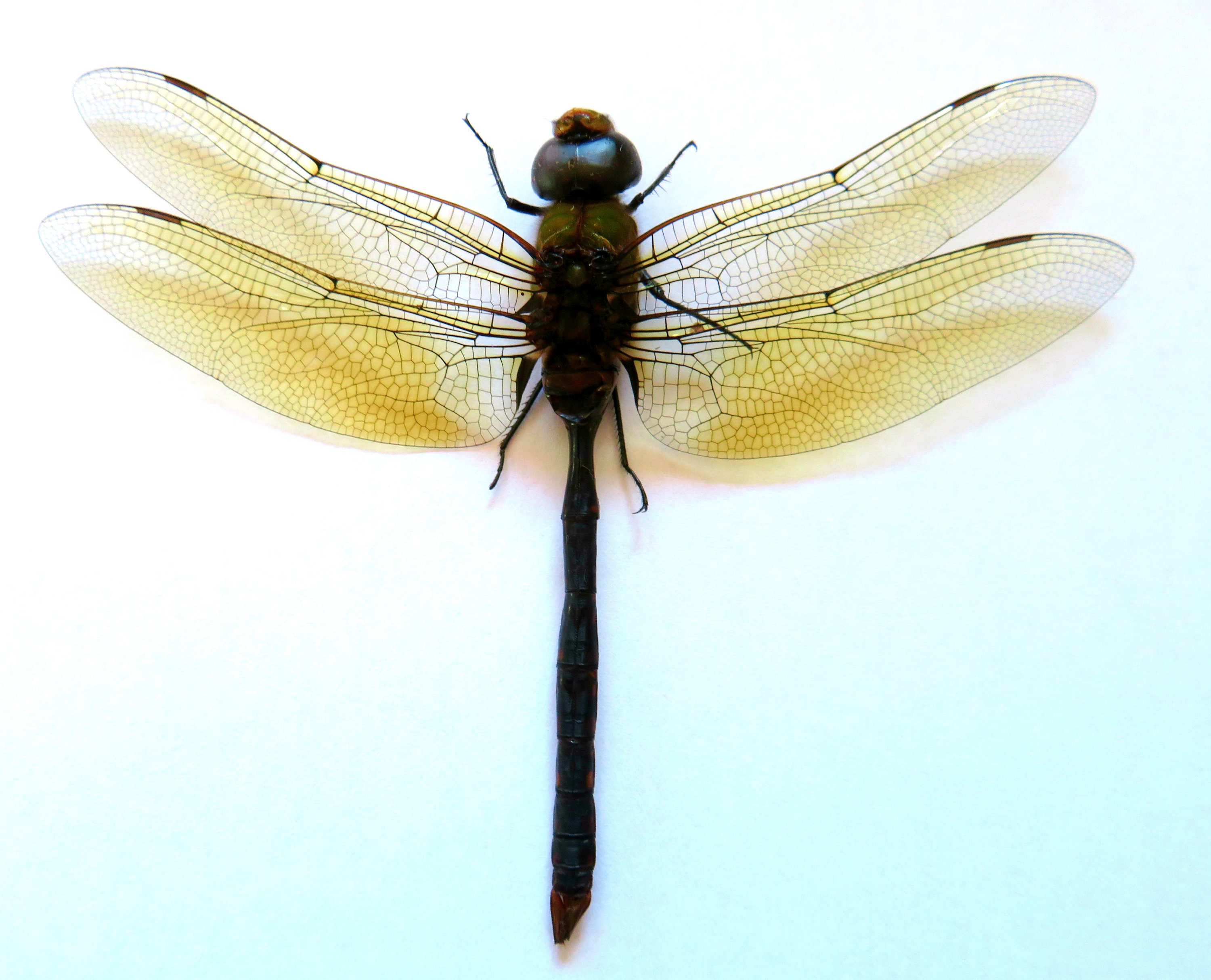 Dragonfly stuff - .de