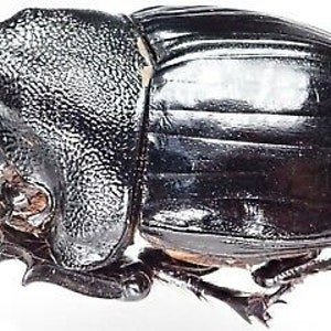 One Rare African Dung Beetle Heliocopris Marchalli From Tanzania