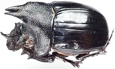 One Rare African Dung Beetle Heliocopris Marchalli From Tanzania