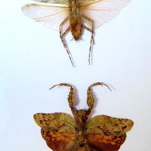 Pair (male  and female ) of a praying mantid Theopompa servillei   already spread , for all your art projects