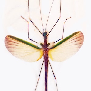 May include: A preserved stick insect with long, thin legs and delicate, translucent wings. The wings are a pale yellow with green veins and a brown body.