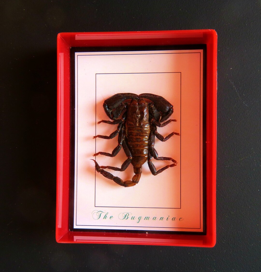 Fridge Taxidermy Real Insects One Fridge Heterometrus