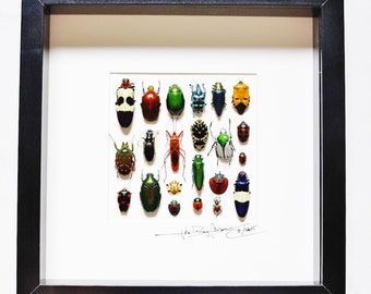 Shadow box taxidermy with real insects : Wooden frame with mounted beetles 250 x 250 mm,