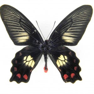 Könnte beinhalten: Ein schwarzer Schmetterling mit cremefarbenen und roten Markierungen. Die Flügel des Schmetterlings sind hauptsächlich schwarz mit cremefarbenen Flecken und roten Punkten an den Rändern. Der Körper ist dunkel und die Antennen sind sichtbar.