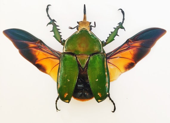 One Large MALE African Flower Beetle Mecynorrhina Torquata