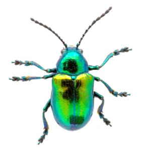 Pode incluir: Close-up de um besouro verde e azul iridescente com pernas e antenas longas.