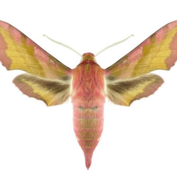 Pack of 2 hawk moths deilephila porcellus, sphingidae  WS 45/50mm  closed wings Aa-,  for all your taxidermy art projects