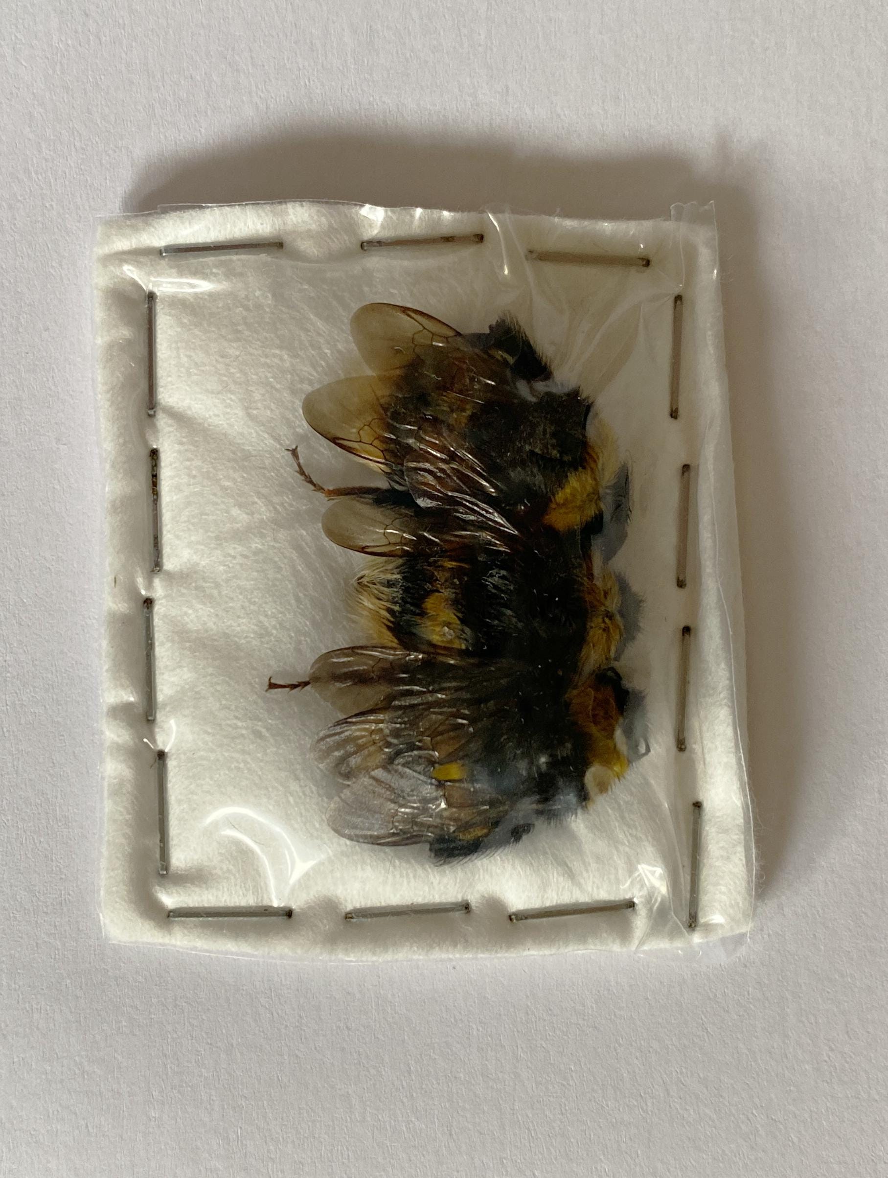Pack of 3 bumblebees QUEENs , bombus ssp from Hebei China, closed wings,  for all your taxidermy art projects