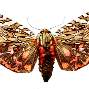 Pode incluir: Uma mariposa marrom e laranja com padrões intrincados em suas asas. A mariposa tem um corpo longo e fino e um par de antenas longas e finas.