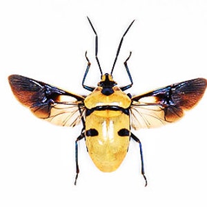 Puede incluir: Un insecto amarillo y negro con las alas extendidas. El insecto tiene una cabeza negra y antenas largas. Las alas son translúcidas con marcas marrones.