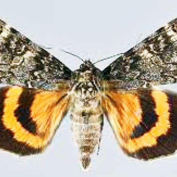 Pack of 2 black and red underwing moth  Catocala briseis from USA  , folded wings,  a- ,for all your taxidermy art projects