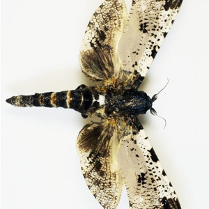 One special cossidae moth Xyleutes strix wings closed aa-quality , for all your taxidermy art projects image 2