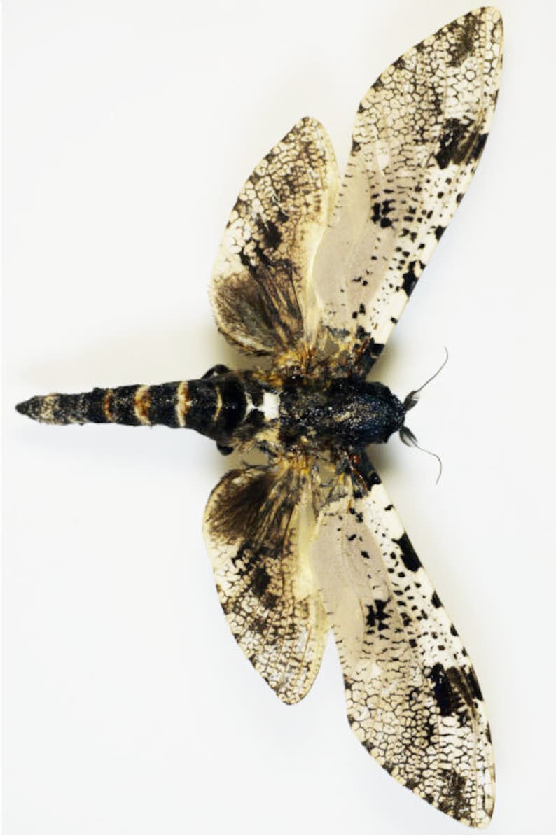 One special cossidae moth Xyleutes strix wings closed aa-quality , for all your taxidermy art projects image 2