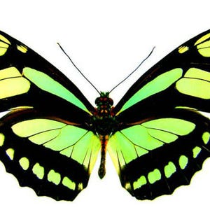 Pack of  two butterflies philaethria dido , closed wings A1 quality, for all your taxidermy art projects