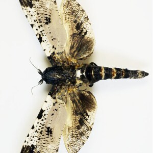 One special cossidae moth Xyleutes strix wings closed aa-quality , for all your taxidermy art projects image 3