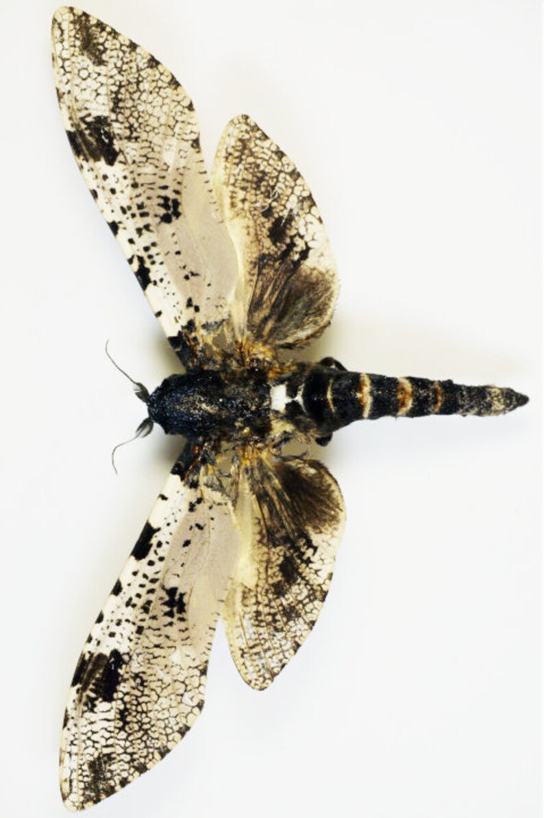 One special cossidae moth Xyleutes strix wings closed aa-quality , for all your taxidermy art projects image 3