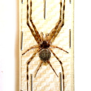May include: A brown spider with long legs is mounted on a white, textured background inside a wooden frame. The spider is pinned to the background with metal pins.