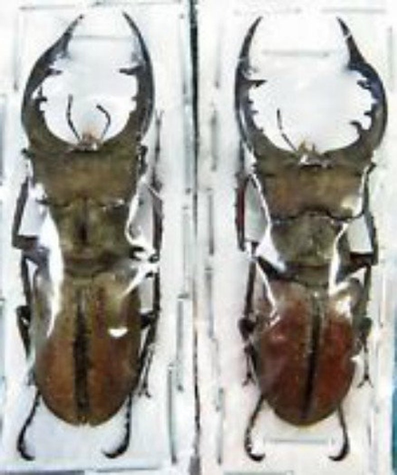 Supplies for taxidermy artworks Set two Lucanus tsukamotoi 4045mm stag beetle UNMOUNTED A1 quality FREE SHIPPING dried insects