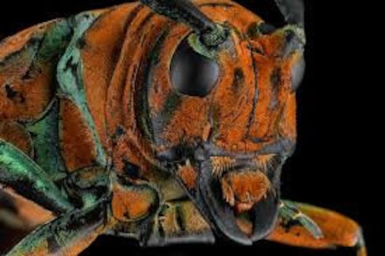 Supplies for Taxidermy Art Dried Insects Pack of 5 Etsy