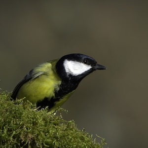 Pack of 3 great luxury gift , birthday or greetings card & envelope with real photos of birds and other wildlife taken by myself