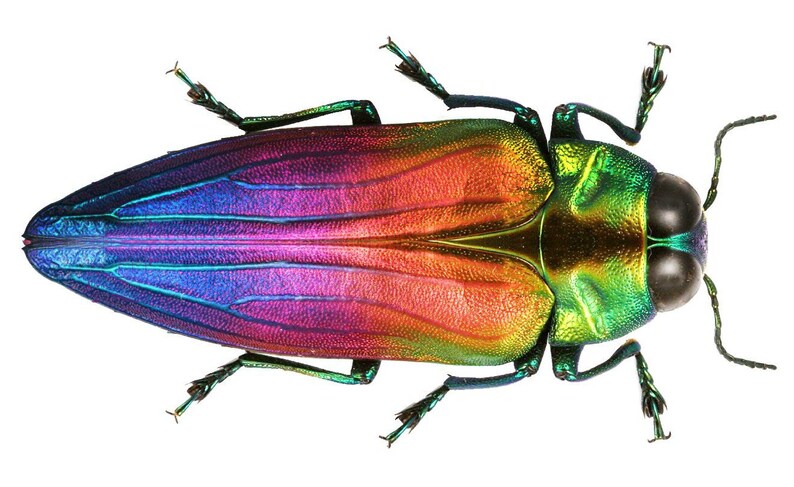 Pack Of 3 Jewel Beetles Belionota Tricolor For All Your Photography 