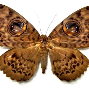 Pode incluir: Uma mariposa marrom e preta com grandes ocelos proeminentes em suas asas.