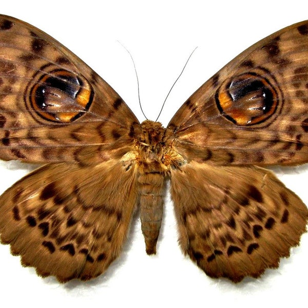 One fantastic and large owl moth erebus macrops wings closed a1/aa-,for all your taxidermy art projects