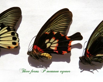 Supplies for taxidermy artworks - dried insects - :  Set 3 forms of papilio memnon agenor , swallowtail ws 120+mm , folded ,