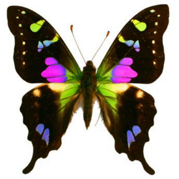 Pack of 3 butterflies graphium weiskei  ws 7O/75mm  closed wings  A1 mixed ,for all your taxidermy art projects