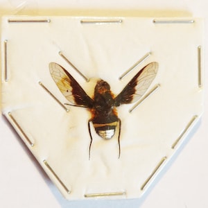 Könnte beinhalten: Ein präpariertes Insektenspezimen, das auf einem weißen Hintergrund montiert ist. Das Insekt hat schwarz-weiße Streifen am Hinterleib, braune Flügel mit weißen Markierungen und schwarze Beine.