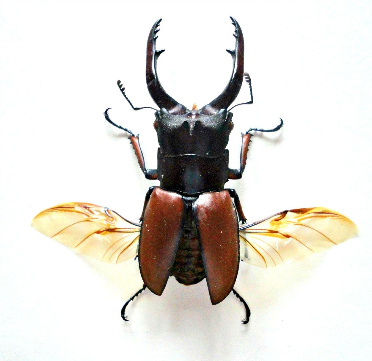 One stagbeetles  Prosopocoilus astacoides pallidipennis SPREAD  wings , for all your taxidermy art projects