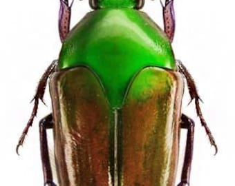 Pack of 5 shiny scarab beetles lomaptera macrophylla  a1 UNMOUNTED, for all your taxidermyand photography art projects