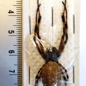 Pode incluir: Um espécime de aranha preservado montado em um cartão branco com um padrão de grade. A aranha tem um corpo marrom e preto com pernas longas.