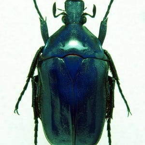 Op de afbeelding: Een close-up studio-opname van een grote, iriserende blauwe kever. De kever heeft een glad, glanzend pantser en zes gesegmenteerde poten. De antennes van het insect zijn zichtbaar en de achtergrond is effen wit.