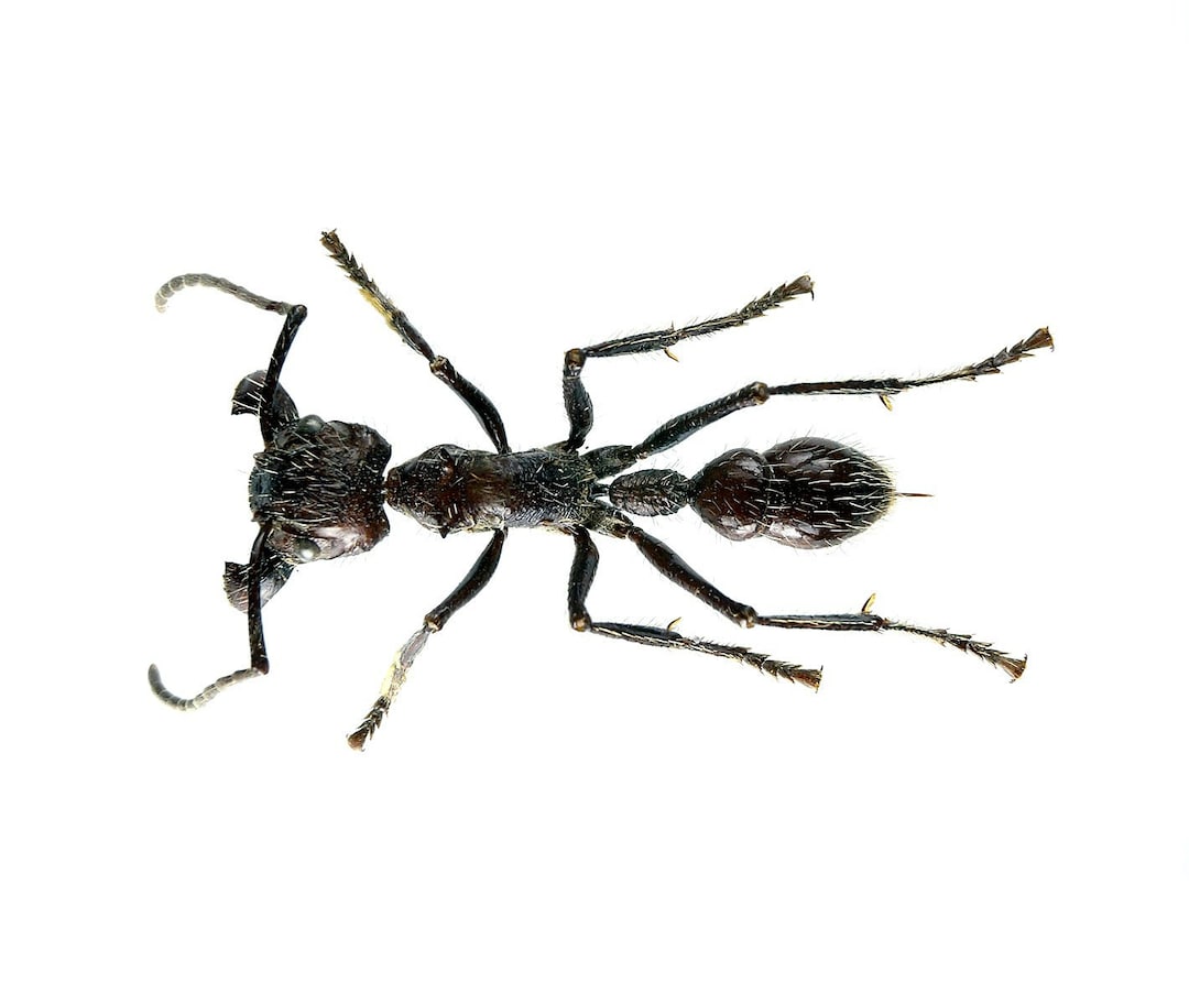 Pack of 2 Famous Bullet Ants Paraponera Clavata , Most Painful Bite in