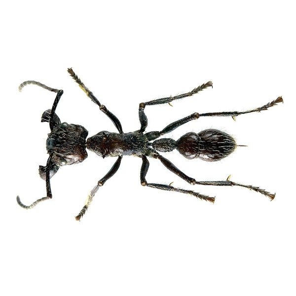 Pack of 2 famous bullet ants Paraponera clavata , most painful bite in the insectworld  , for all your taxidermy art projects
