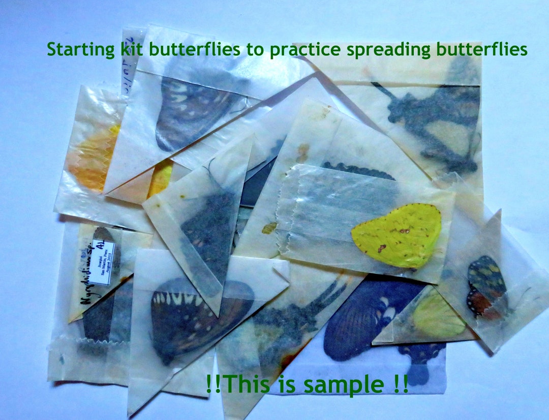 Set of Assorted Butterflies for Beginners to Learn How to Spread a