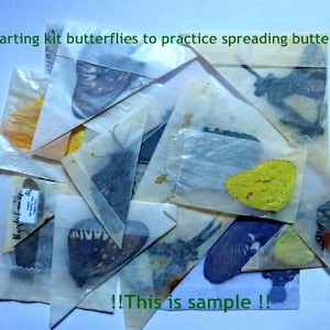 Set of assorted butterflies for beginners  to learn how to spread a winged insect , mixed qualities, with OR without tools spreading kit