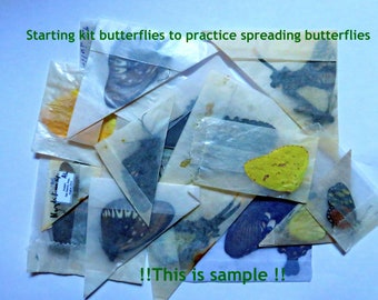 Set of assorted butterflies for beginners  to learn how to spread a winged insect , mixed qualities, with OR without tools spreading kit