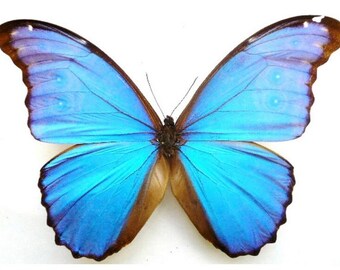 One huge morpho menelaus julanthicus brown form  aa-  unmounted with closed wings , for all your taxidermy art projects