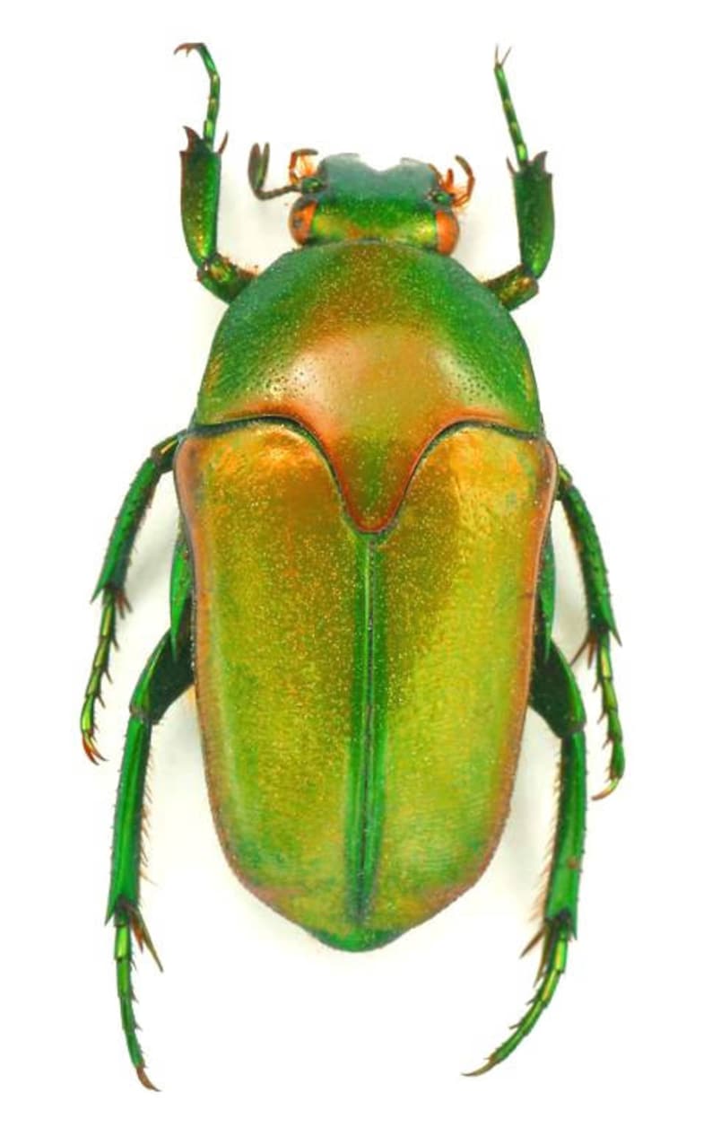 : Lot of 10 lomaptera lucidula flowerbeetle UNMOUNTED A1 dried insects Supplies for your artworks FREE SHIPPING