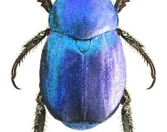 Pack of 5  blue hoplia coerulea beetles for all your jewelry and taxidermy art projects, aa- , high in demand !