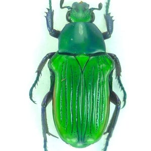 Op de afbeelding: Een groene kever met iriserende blauwe poten en antennes. De kever heeft een glanzend, metallic groen lichaam met zichtbare lijnen.