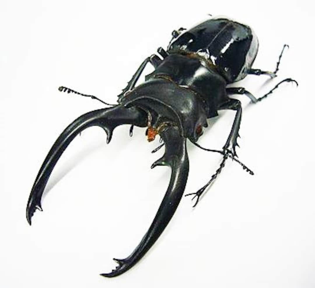 Collectors Item : Very Large Stag Beetle Odontolabis Dalmani