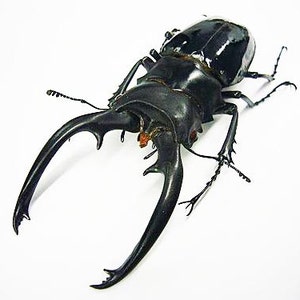 Buy Odontolabis Dalmani Online In India - Etsy India